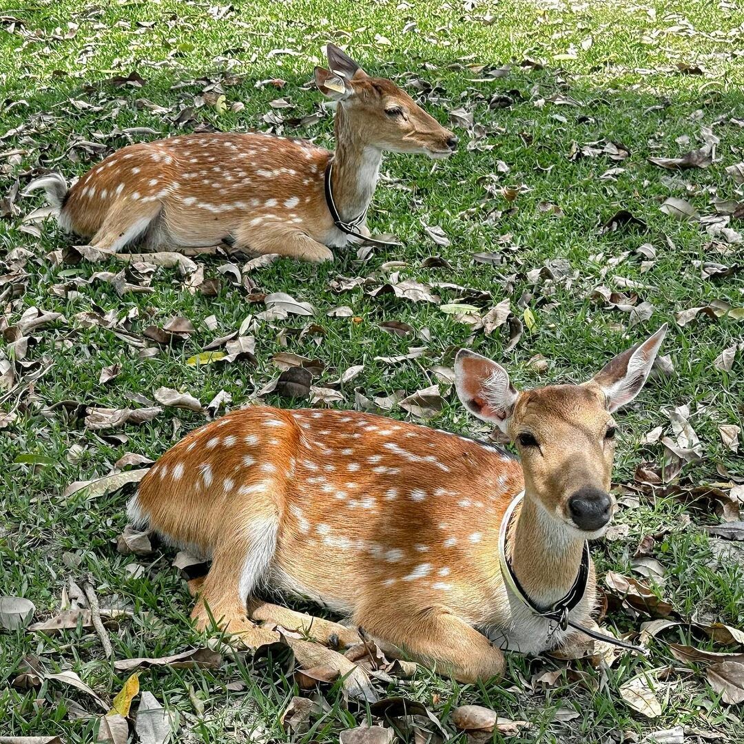 台東鹿野景點推薦：鹿野梅花鹿公園