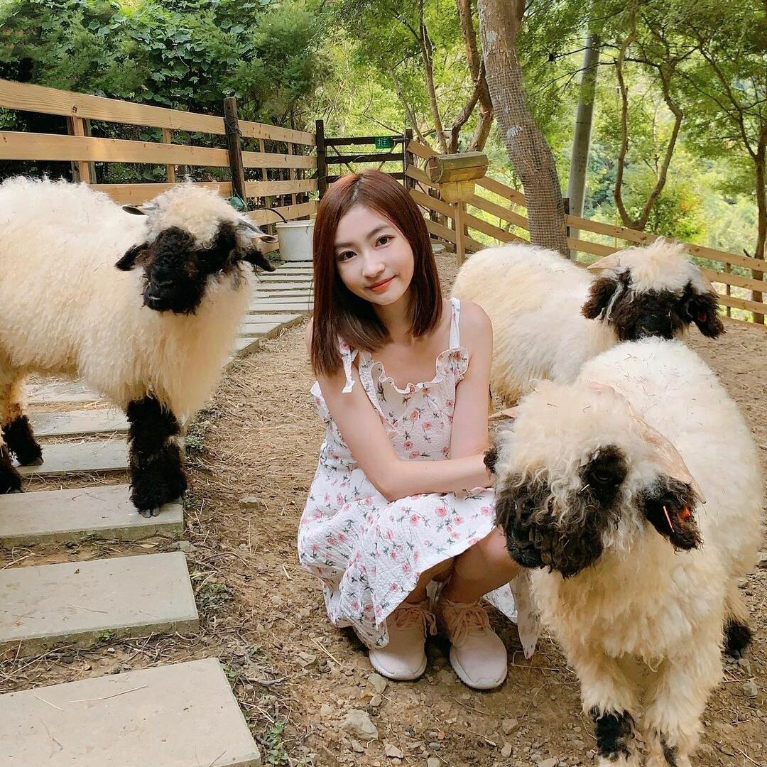 哈比丘茶樹森林：跟水豚君、笑笑羊近距離互動