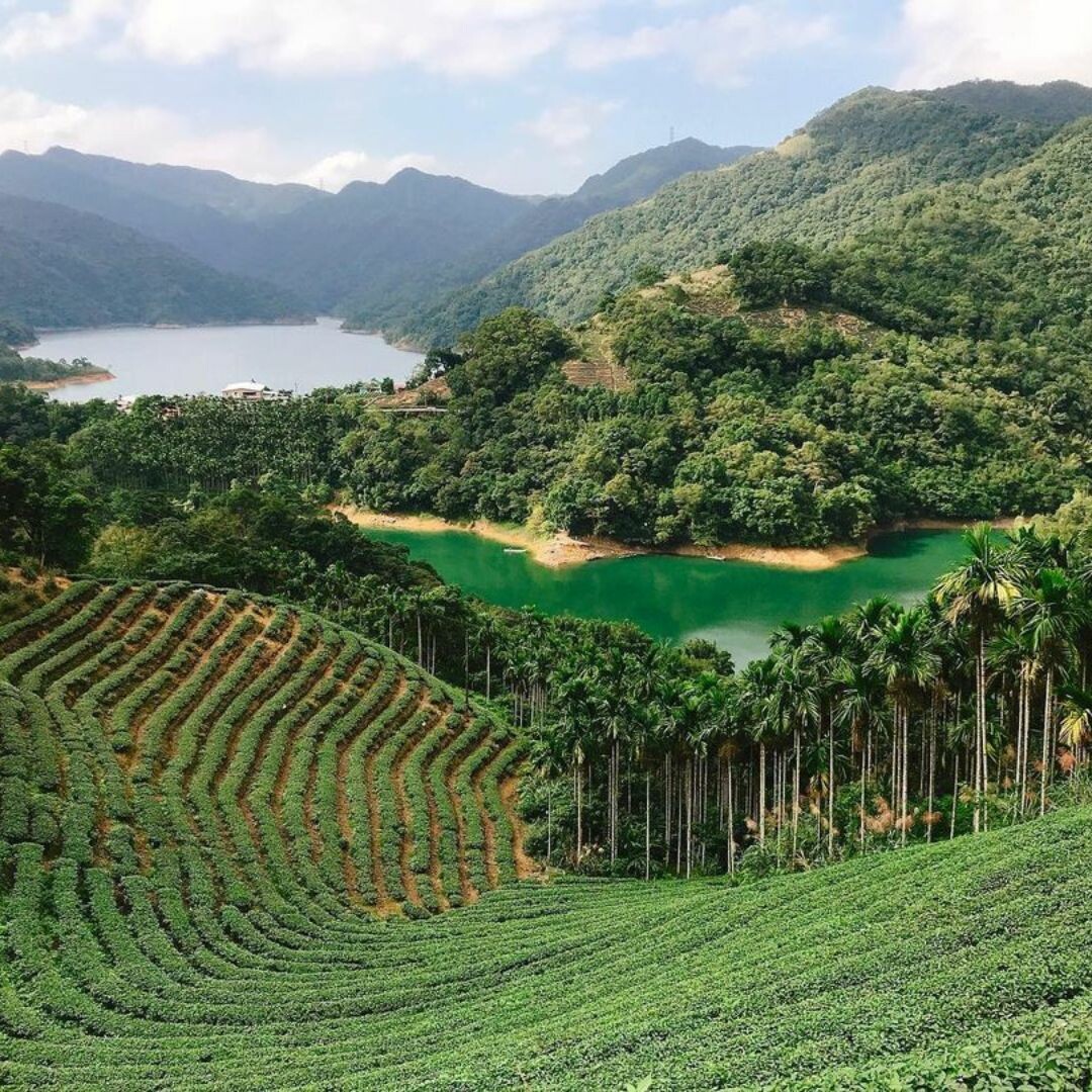 石碇景點推薦：八卦茶園