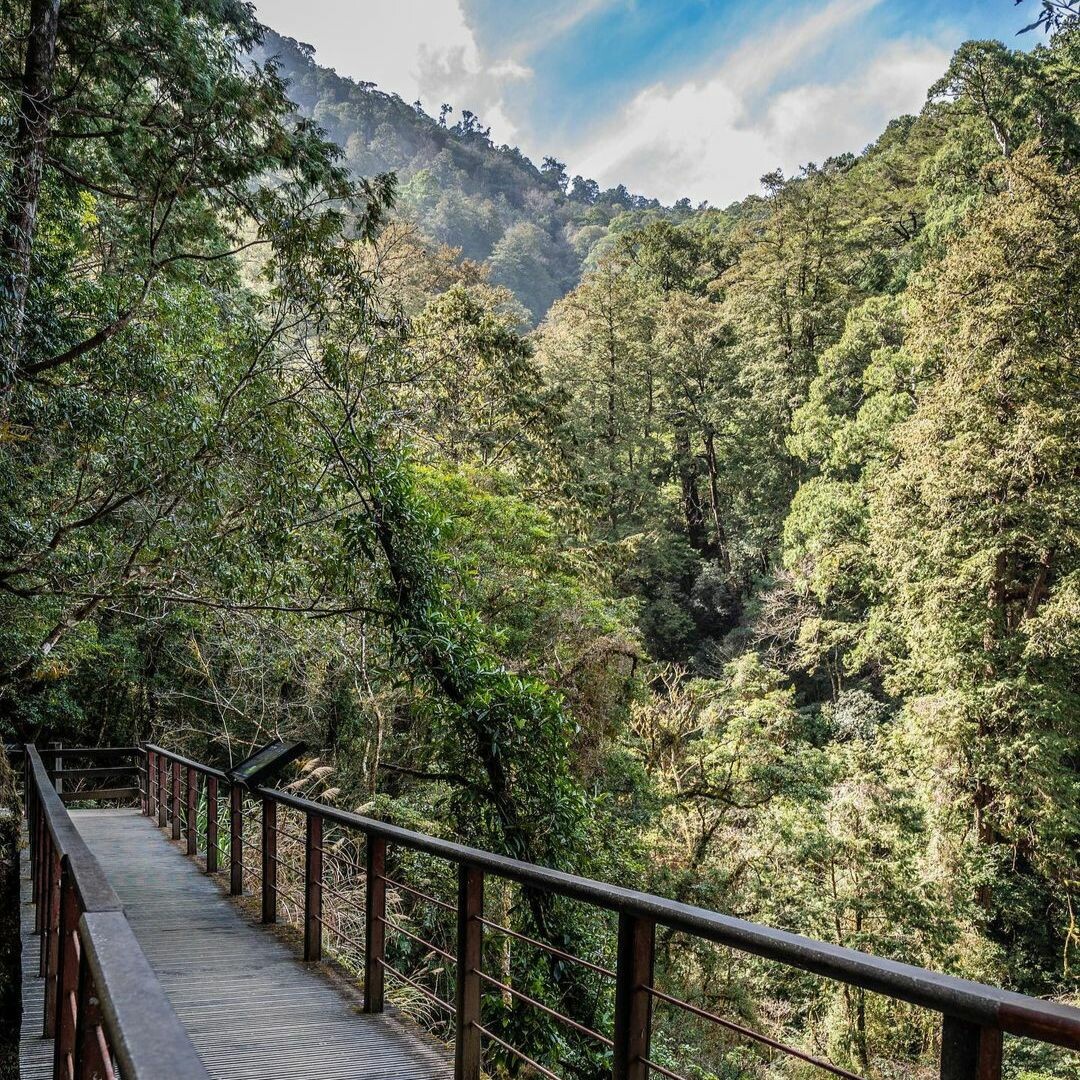 拉拉山國家森林遊樂區:抬頭仰望千年巨木 拉拉山國家森林遊樂區:抬頭仰望千年巨木